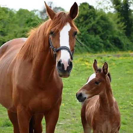 Jolie Maison Proche Des Commerces Et De La Semesterbostad