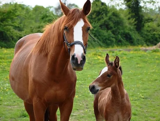 Jolie Maison Proche Des Commerces Et De La Feriehus